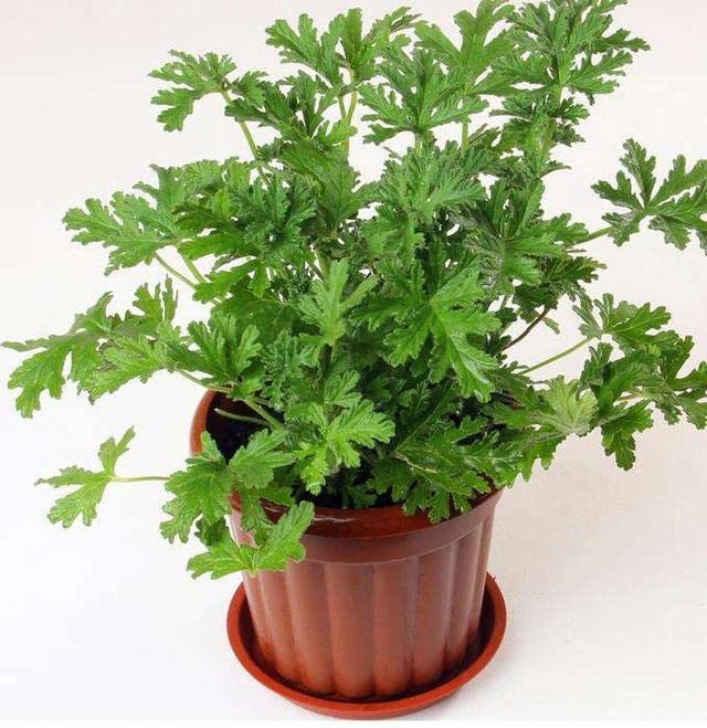 1000+ Citronella Plant Seeds for Planting Mosquito Plant Seeds Outdoor Non-GMO Heirloom Citronella Keeps Mosquitoes and pests Away