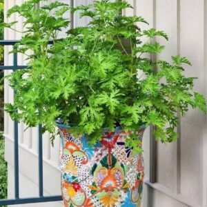 1000+ Citronella Plant Seeds for Planting Mosquito Plant Seeds Outdoor Non-GMO Heirloom Citronella Keeps Mosquitoes and pests Away