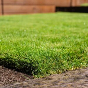 Zoysia Grass Warm-Season Grass Dense, Carpet-Like Growth, Fine Texture, and Overall Durability for Lawns, Golf Courses, and Other Landscape Applications 1/8 lb Grass Seeds by YEGAOL Garden