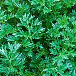 1000+ Citronella Plant Seeds for Planting Mosquito Plant Seeds Outdoor Non-GMO Heirloom Citronella Keeps Mosquitoes and pests Away