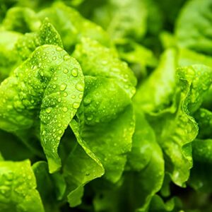 Organic Lettuce Seeds (Heirloom Buttercrunch) - Approx 1500 Seeds - Certified Organic, Non-GMO, Open Pollinated, Heirloom, USA Origin