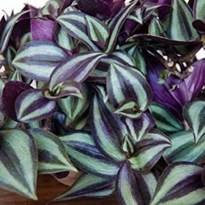 9 Purple Wandering Jew Cuttings for Planting Indoor, 4 Inc to 6 Inc Tall, Tradescantia Zebrina Plant, Inc Plant, No Root