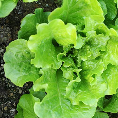 Organic Lettuce Seeds (Heirloom Buttercrunch) - Approx 1500 Seeds - Certified Organic, Non-GMO, Open Pollinated, Heirloom, USA Origin