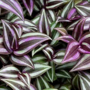 9 Purple Wandering Jew Cuttings for Planting Indoor, 4 Inc to 6 Inc Tall, Tradescantia Zebrina Plant, Inc Plant, No Root