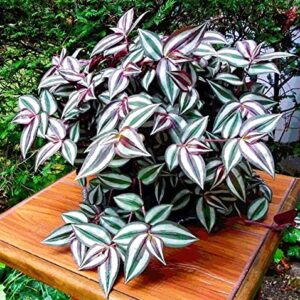 9 Purple Wandering Jew Cuttings for Planting Indoor, 4 Inc to 6 Inc Tall, Tradescantia Zebrina Plant, Inc Plant, No Root