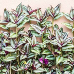 9 Purple Wandering Jew Cuttings for Planting Indoor, 4 Inc to 6 Inc Tall, Tradescantia Zebrina Plant, Inc Plant, No Root