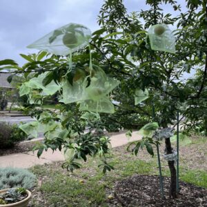 100 Pcs Fruit Protection Bags for Fruit Trees 6 x 8 Inch, Green Mesh Fruit Netting Bag, Fruit Cover Net Bags with Drawstring for Grape Apple Mango Peach Protect from Insect Birds Squirrels