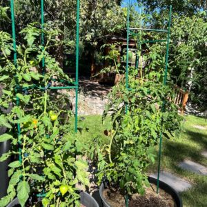 5ft 6-Pack Tomato Cage Support Green Garden Plant Sticks/Stakes for Climbing Plants, Vegetables, Fruit, Flowers