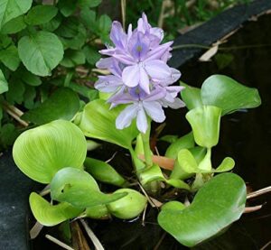 floating plants for water gardens and ponds (water hyacinth)