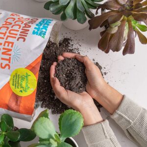 Back to the Roots 100% Organic Succulent & Cacti Mix (6 Quart) | Made in The USA | Premium Nutrition for Indoor and Outdoor Plants