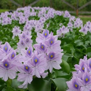 Floating Plants for Water Gardens and Ponds (Water Hyacinth)