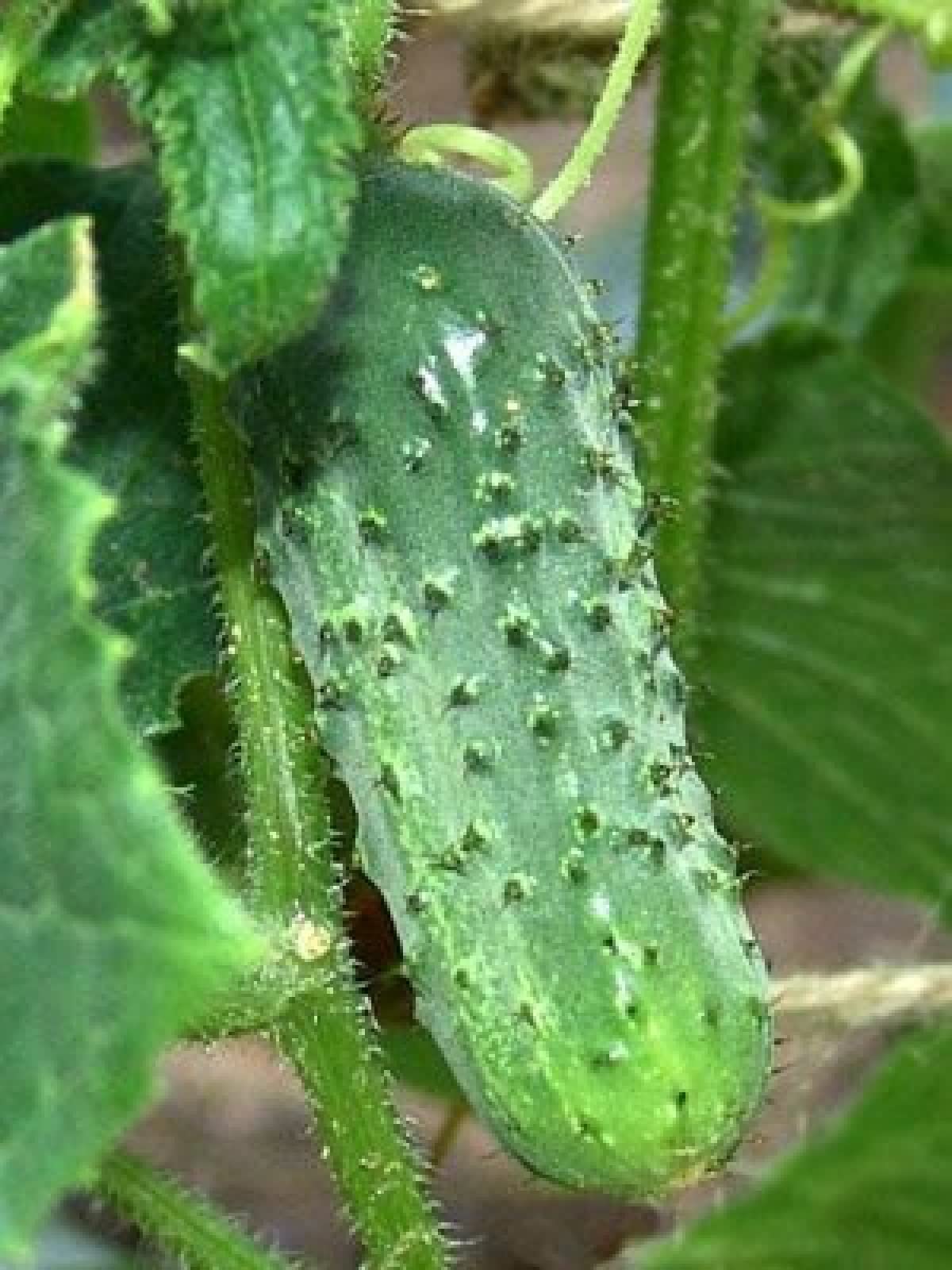 100 Boston Pickling Cucumber Seeds for Planting 3 Grams of Seeds Heirloom Non GMO USA Harvested Survival Garden