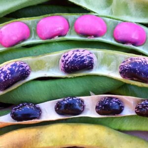 Gaea's Blessing Seeds - Scarlet Runner Bean Seeds - Non-GMO Seeds for Planting with Easy to Follow Instructions 94% Germination Rate