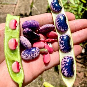 Gaea's Blessing Seeds - Scarlet Runner Bean Seeds - Non-GMO Seeds for Planting with Easy to Follow Instructions 94% Germination Rate