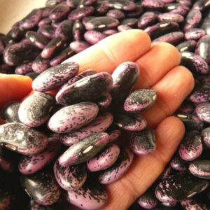 Gaea's Blessing Seeds - Scarlet Runner Bean Seeds - Non-GMO Seeds for Planting with Easy to Follow Instructions 94% Germination Rate