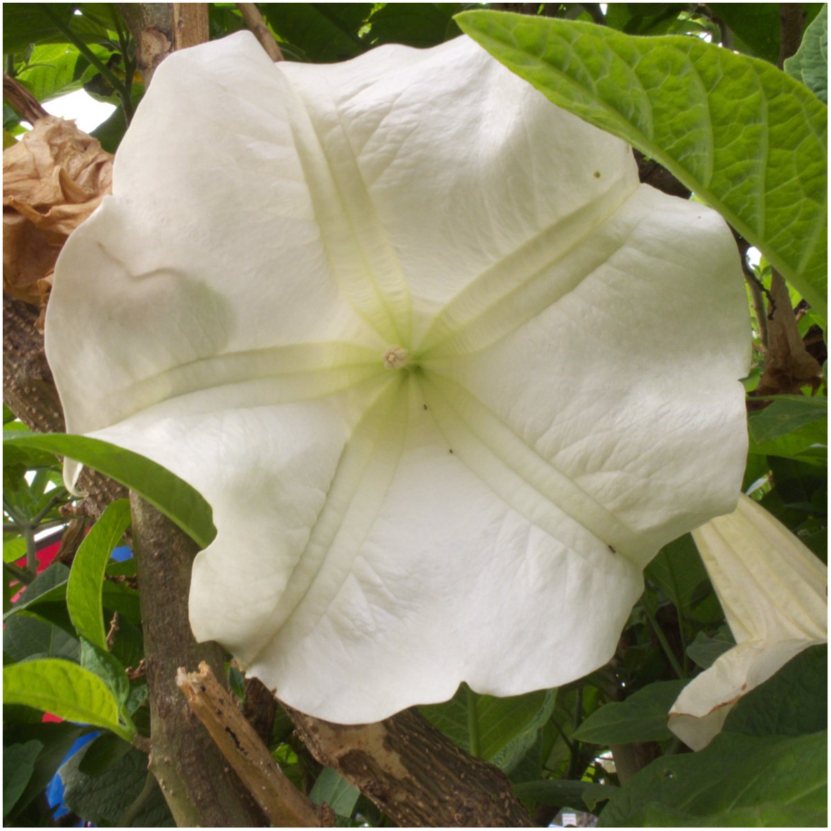 Seed Needs, 150+ White Moonflower Flower Seeds for Planting (Ipomoea Alba) Vining White Flowers Attracts Bees, Hummingbirds and Butterflies/Monarchs - Bulk