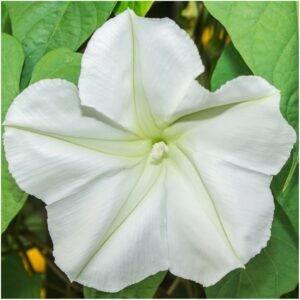 seed needs, 150+ white moonflower flower seeds for planting (ipomoea alba) vining white flowers attracts bees, hummingbirds and butterflies/monarchs - bulk