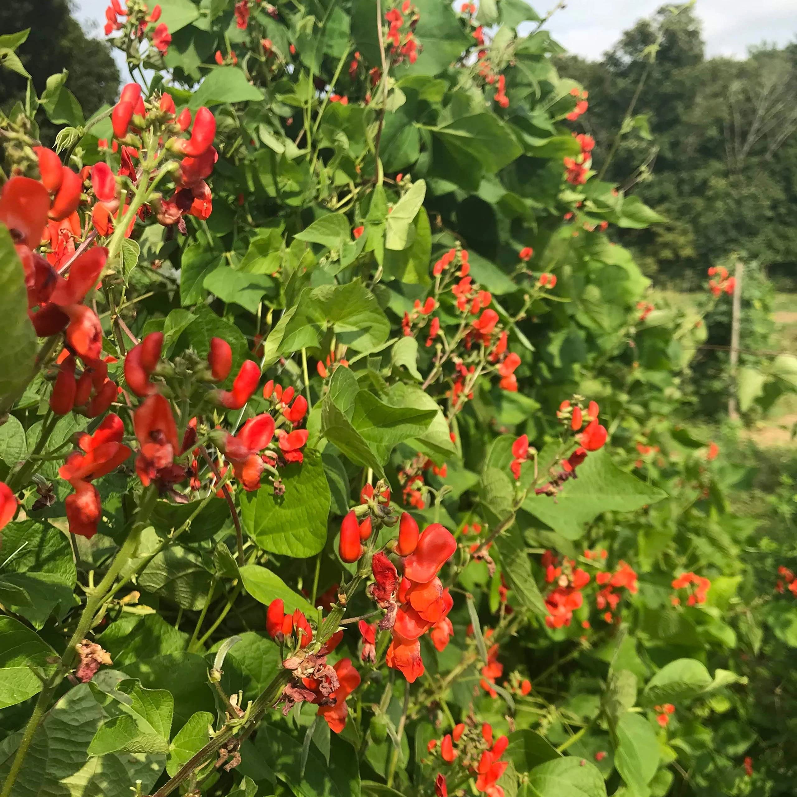 Gaea's Blessing Seeds - Scarlet Runner Bean Seeds - Non-GMO Seeds for Planting with Easy to Follow Instructions 94% Germination Rate