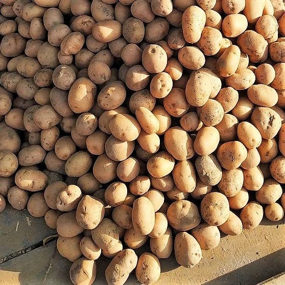 TomorrowSeeds - PRE-Order Now! Available March 2025 - Russet Seed Potatoes | USDA Certified for Growers Sz B Non GMO Brown Burbank Idaho Potato Tubers Bulbs Planting Seed 2025-1 Pound