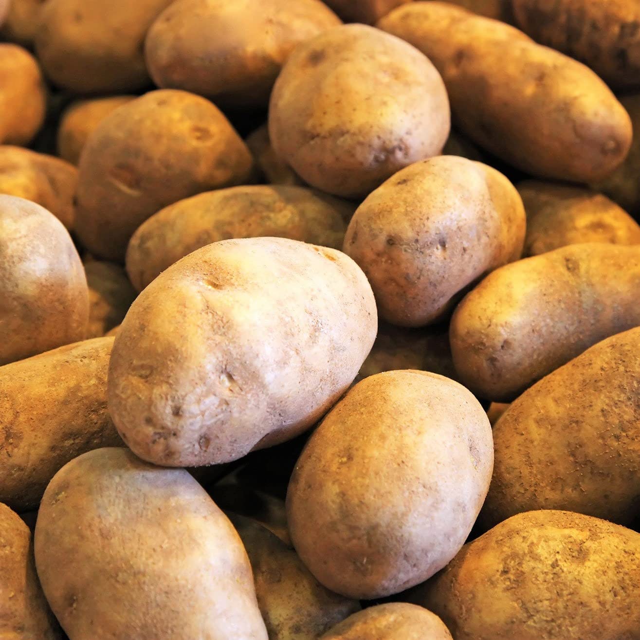 TomorrowSeeds - PRE-Order Now! Available March 2025 - Russet Seed Potatoes | USDA Certified for Growers Sz B Non GMO Brown Burbank Idaho Potato Tubers Bulbs Planting Seed 2025-1 Pound