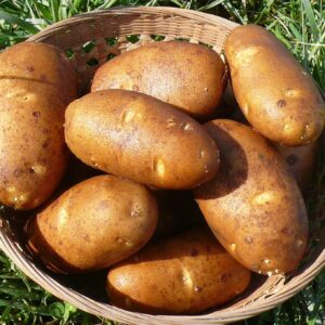 TomorrowSeeds - PRE-Order Now! Available March 2025 - Russet Seed Potatoes | USDA Certified for Growers Sz B Non GMO Brown Burbank Idaho Potato Tubers Bulbs Planting Seed 2025-1 Pound