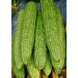 25 long bitter melon seeds - khổ qua mỡ trái dài - up to 16 inches fast growing - aka. bitter gourd, bitter squash, balsam pear, kyushu, karela, goya, paval, ampalaya, vietnamese bottle gourd