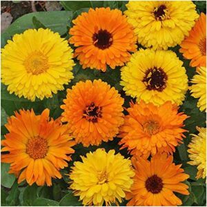 seed needs, 3,000+ calendula pacific beauty seeds for planting (calendula officinalis) non-gmo wildflower mix - butterfly and bee attracting! - bulk