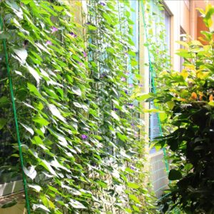 Plant Trellis Netting for Climbing Plants Outdoor Heavy Duty Plastic Garden Trellis Netting 27 Strands Plant Climbing Net Strong Support for Clematis, Cucumber,Tomatoes and Vine Plants （5.9x5.9FT）