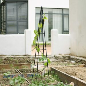 FOLLOOK Garden Trellis for Climbing Plants Outdoor, 67" Tall Cucumber Trellis for Raised Bed, Tomato Cage for Garden Obelisk Trellis for Climbing Vine, Black, 1 Pack