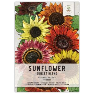 Seed Needs, 750+ Sunflower Seeds for Planting Sunset Blend (Helianthus annuus) 7 Varieties, Heirloom & Open Pollinated - Bulk