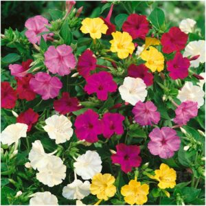 Seed Needs, 300+ Four O' Clock Flower Seeds for Planting - Color Blend (Mirabilis Jalapa) Heirloom & Open Pollinated, Attracts Pollinators - Bulk