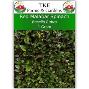 tke farms & gardens, red malabar spinach seeds for planting, 1 gram, 40 heirloom seeds, non-gmo, packet includes instructions for growing, basella rubra, qty 1