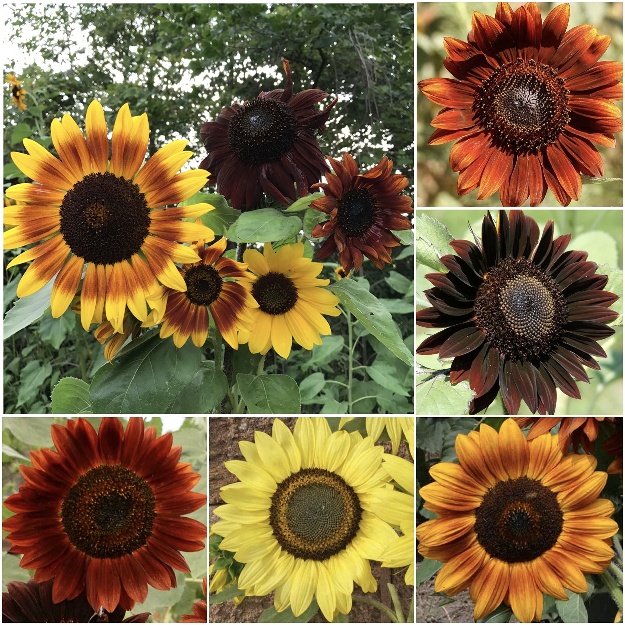 Seed Needs, 750+ Sunflower Seeds for Planting Sunset Blend (Helianthus annuus) 7 Varieties, Heirloom & Open Pollinated - Bulk