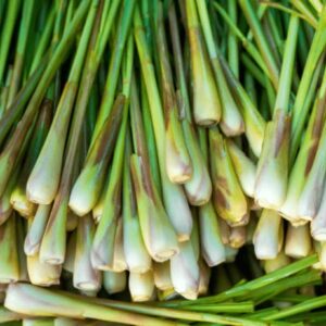 4 Lemongrass Plants Well Rooted, Live Lemongrass for Planting 5 to 7 Inch