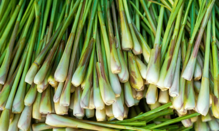 4 Lemongrass Plants Well Rooted, Live Lemongrass for Planting 5 to 7 Inch