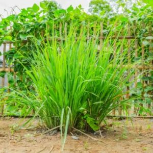 4 Lemongrass Plants Well Rooted, Live Lemongrass for Planting 5 to 7 Inch