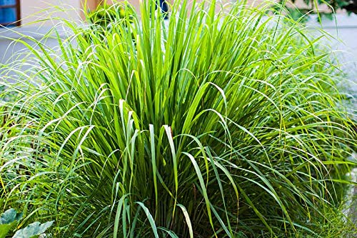 4 Lemongrass Plants Well Rooted, Live Lemongrass for Planting 5 to 7 Inch