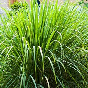 4 Lemongrass Plants Well Rooted, Live Lemongrass for Planting 5 to 7 Inch