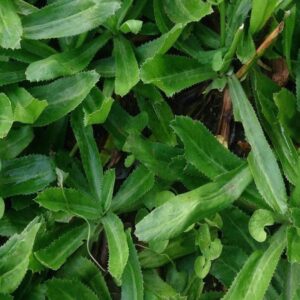 3000 Culantro Seeds - NGO GAI - AKA Recao, Sawtoothfitweed, Mexican Coriander Herb, Spiritweed, Stinkweed, Duck-Tongue herb, Sawtooth, or Saw-Leaf herb, Long Coriander Herb Seeds