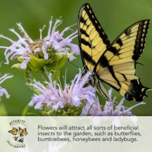 Seed Needs, Bulk 12,500 Seeds Honey Bee Wildflower Blend/Mixture (20 Species) Heirloom & Open Pollinated, Attracts Pollinators