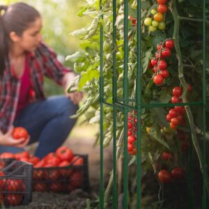 LOMNYIY Tomato Cage - Premium Tomatoes Plant Stakes Support Cages Trellis for Garden and Pots ，Multi-Functional Climbing VegetablesCages Trellis(51 inches，3 Pack) (Tomato Cage 3 Pack)