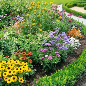 10000+ Perennial Mix Wildflower Seeds 16 Assorted Varieties of Heirloom Flower -1oz Zinnia Poppy Crimson Clover Milkweed Lupine Marigold Mexican Hat Sage Nasturtium