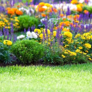 10000+ Perennial Mix Wildflower Seeds 16 Assorted Varieties of Heirloom Flower -1oz Zinnia Poppy Crimson Clover Milkweed Lupine Marigold Mexican Hat Sage Nasturtium