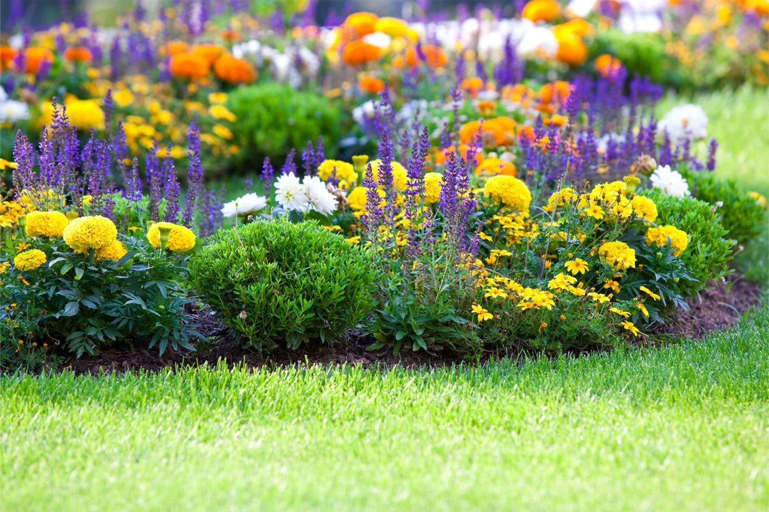 10000+ Perennial Mix Wildflower Seeds 16 Assorted Varieties of Heirloom Flower -1oz Zinnia Poppy Crimson Clover Milkweed Lupine Marigold Mexican Hat Sage Nasturtium