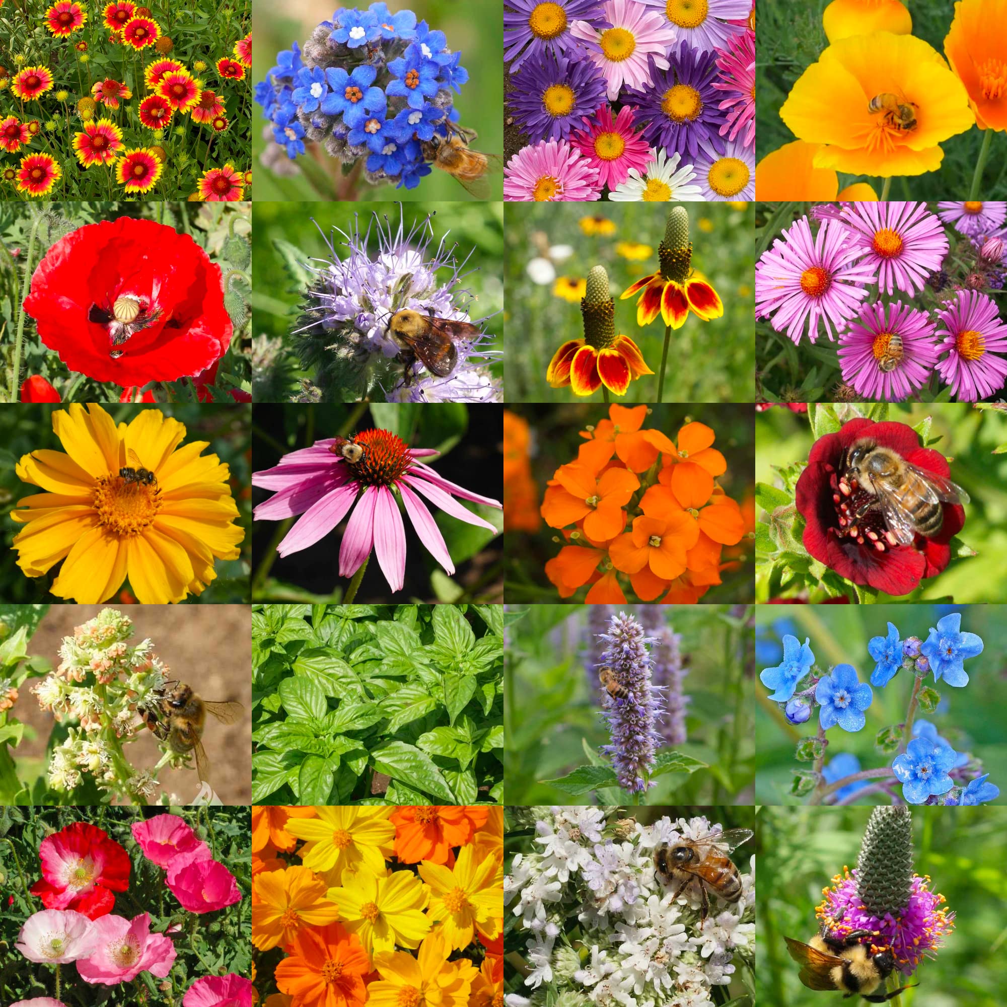 Seed Needs, Bulk 12,500 Seeds Honey Bee Wildflower Blend/Mixture (20 Species) Heirloom & Open Pollinated, Attracts Pollinators