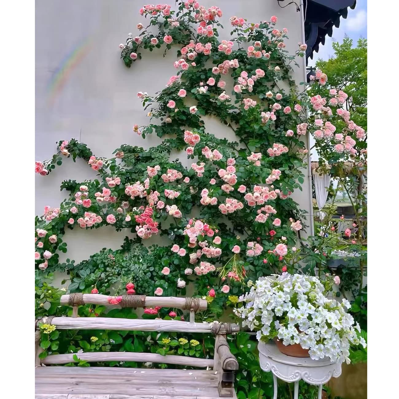 150+ Pink Climbing Rose Seeds for Planting Outdoors Ornamental Vine Seeds Amazing Climbing Flowers Rose Growth Beautiful Roses