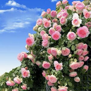 150+ Pink Climbing Rose Seeds for Planting Outdoors Ornamental Vine Seeds Amazing Climbing Flowers Rose Growth Beautiful Roses