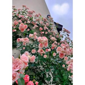 150+ pink climbing rose seeds for planting outdoors ornamental vine seeds amazing climbing flowers rose growth beautiful roses