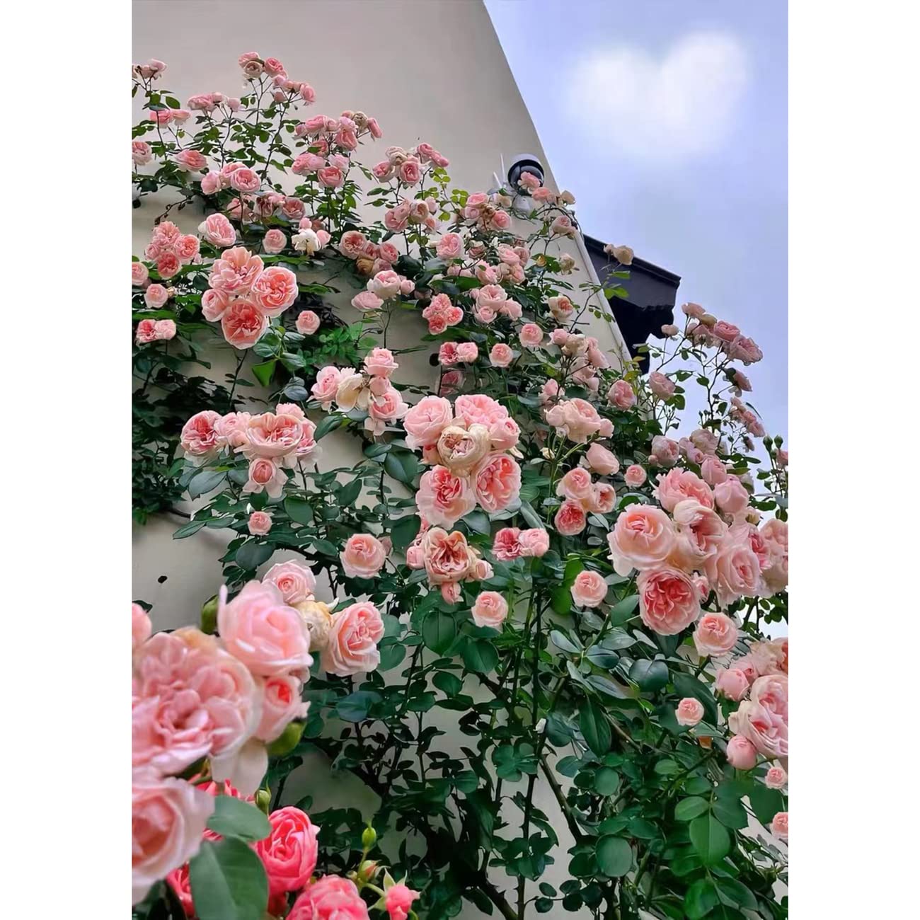 150+ Pink Climbing Rose Seeds for Planting Outdoors Ornamental Vine Seeds Amazing Climbing Flowers Rose Growth Beautiful Roses