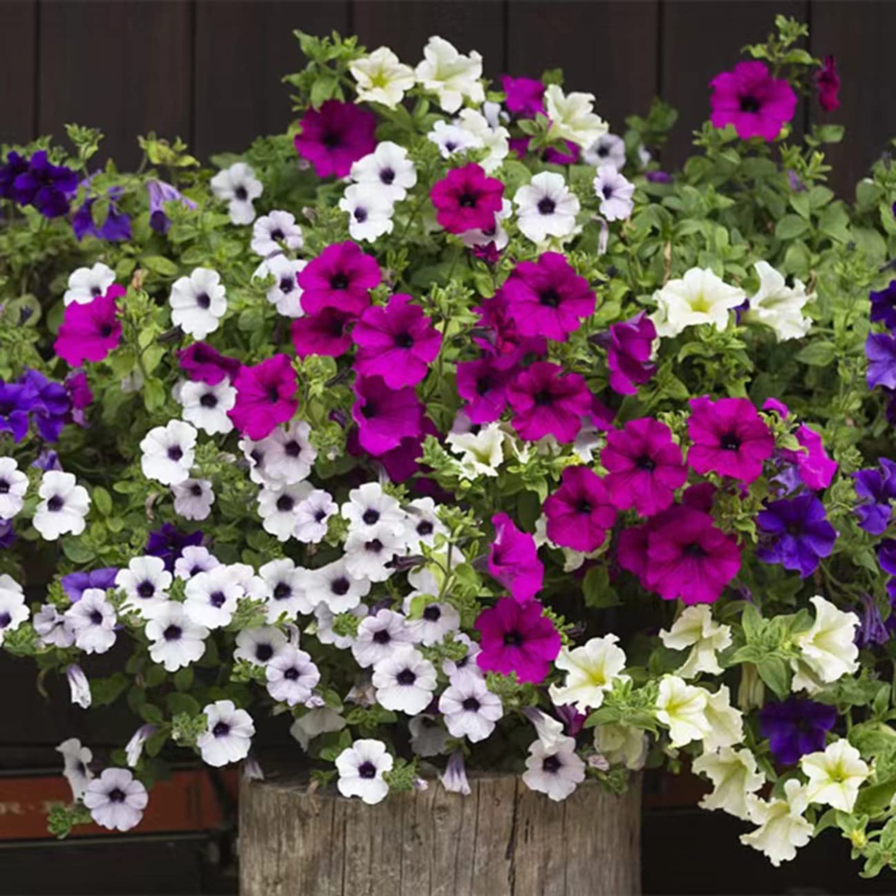 5000+ Petunia Seeds Grandiflora Flowers Mixed Rainbow Color for Bonsai Planting Home Garden House Plant Flower Seed Mix Color